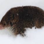A rare photograph of a shrew during winter. This shrew was observed above the snow where it had been sneaking out of the subnivean zone for short periods of time, possibly to exploit seeds or suet that had fallen on top of the snow beneath a bird feeder in Soldotna. (Photo by Colin Canterbury/USFWS)