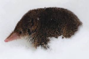 A rare photograph of a shrew during winter. This shrew was observed above the snow where it had been sneaking out of the subnivean zone for short periods of time, possibly to exploit seeds or suet that had fallen on top of the snow beneath a bird feeder in Soldotna. (Photo by Colin Canterbury/USFWS)
