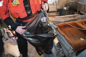 A boarding team member from Coast Guard Cutter Chandeleur holds up an allegedly illegally-retained halibut aboard vessel Currency about 12 miles west of Cape Barnabas, Alaska, on Thursday, Feb. 4, 2021. Chandeleurs boarding team discovered a total of eight allegedly illegally-retained halibut aboard the boat, seized them, and handed them over to a National Oceanic and Atmospheric Administration representative in Kodiak. (U.S. Coast Guard photo courtesy of Cutter Chandeleur)