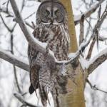 A great gray owl perches in an aspen tree on the Kenai National Wildlife Refuge. (Photo by Colin Canterbury/USFWS)