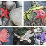 Blood stars (top left) and leather stars (top right) were less impacted by the disease and are more likely to be seen today. Sunflower sea stars (bottom left), mottled sea stars (lower center, this one showing symptoms of disease) and ochre sea stars (lower right) used to be common, but were most affected by the disease and have become more rare. (Photos courtesy of Mandy Lindeberg, NOAA, and Brenda Konar, University of Alaska Fairbanks)
