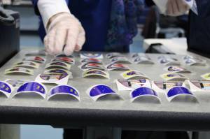 An election official lays out more I voted stickers on Tuesday, Nov. 3. Stickers for the 2020 general election featured designs by Alaskan artist Barbara Lavallee. (Ben Hohenstatt / Juneau Empire File)