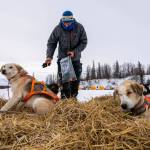 Joar Leifseth Ulsom puts booties on his dogs before leaving the Finger Lake checkpoint on Sunday, March 14, 2021, during the Iditarod, in Alaska. (Loren Holmes/Anchorage Daily News via AP, Pool)