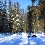 Dogs are seen playing at 3 Friends Dog Park on Tuesday, March 16 in Soldotna, Alaska. (Ashlyn OHara/Peninsula Clarion)