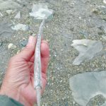 An antler projectile point recovered from an ice patch in Lake Clark National Park and Preserve. (Photo provided by National Park Service)