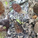 Morel species collected from the Kenai Peninsula. Clockwise from upper left: Norwegian morel, beautiful morel, excellent morel, sixth black morel, exuberant morel and gray morel. (Photos by Matt Bowser and Colin Canterbury/USFWS)