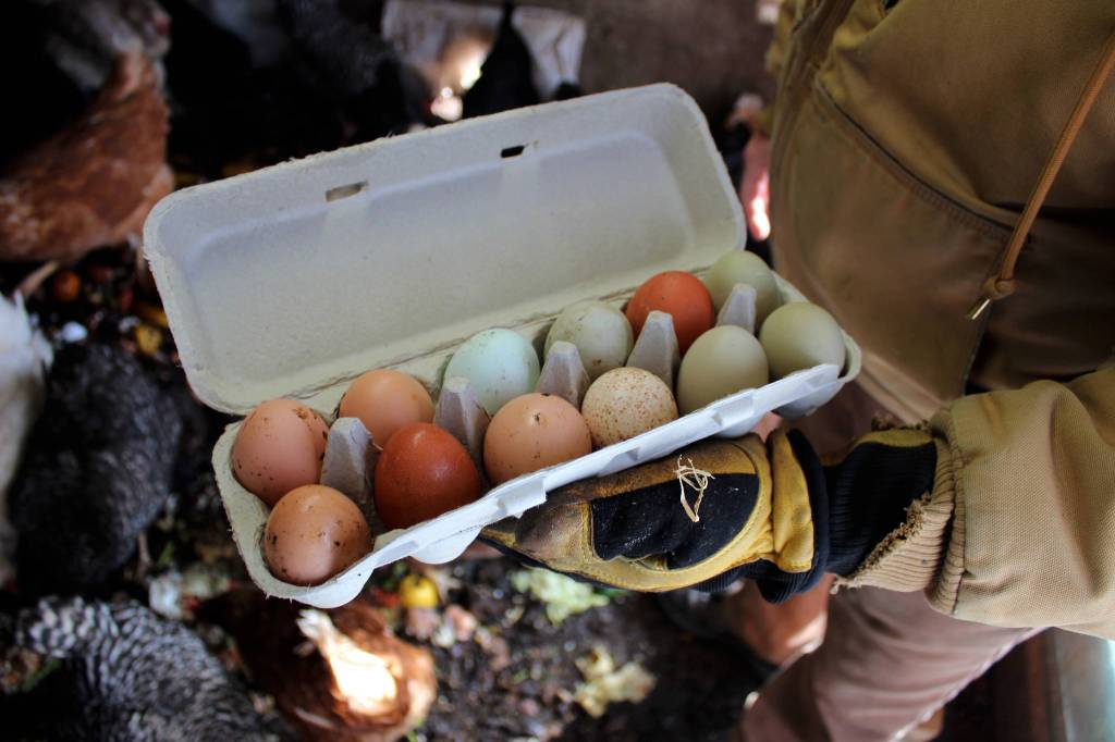 Timm Johnson holds a carton of eggs collected from a chicken house at Diamond M Ranch on Thursday, April 1, 2021, off Kalifornsky Beach Road near Kenai, Alaska. (Ashlyn OHara/Peninsula Clarion)