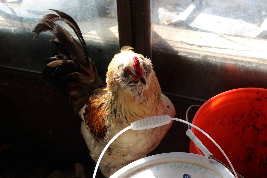A chicken looks at compost buckets inside of a chicken house at Diamond M Ranch on Thursday, April 1, 2021, off Kalifornsky Beach Road near Kenai, Alaska. (Ashlyn OHara/Peninsula Clarion)