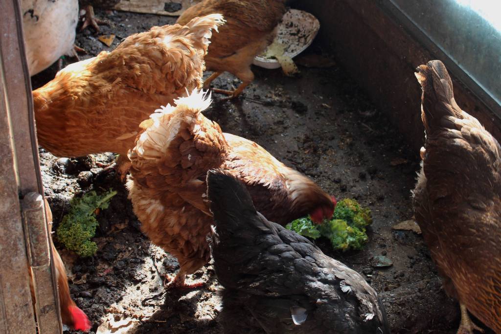 A chicken eats kale inside of a chicken house at Diamond M Ranch on Thursday, April 1, 2021, off Kalifornsky Beach Road near Kenai, Alaska. (Ashlyn OHara/Peninsula Clarion)