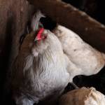 A chicken is seen inside of a chicken house at Diamond M Ranch on Thursday, April 1, 2021, off Kalifornsky Beach Road near Kenai, Alaska. (Ashlyn OHara/Peninsula Clarion)