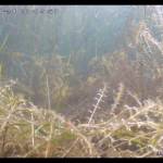 Bleached, dying elodea in Sandpiper Lake on Aug. 28, 2020. (Photo by Mark Laker/USFWS)