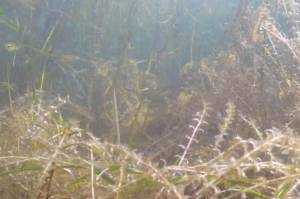 Bleached, dying elodea in Sandpiper Lake on Aug. 28, 2020. (Photo by Mark Laker/USFWS)