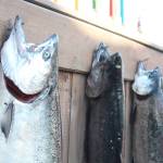 The top three fish of the 2018 Winter King Salmon Tournament hang on a wall before a closing ceremony announcing the winners on March 24, 2018 on the Spit in Homer, Alaska. (Photo by Megan Pacer/Homer News)