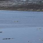 A beluga whale surfaces in the Kenai River at Cunningham Park on Saturday, April 24, 2021. (Photo by Camille Botello/Peninsula Clarion)