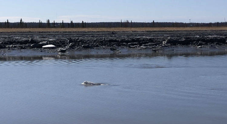 A beluga whale surfaces in the Kenai River at Cunningham Park on Saturday, April 24, 2021. (Photo by Camille Botello/Peninsula Clarion)