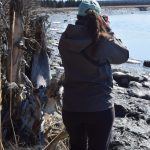 Madison Kosma watches as beluga whales swim up the Kenai River at Cunningham Park on Saturday, April 24, 2021. (Photo by Camille Botello/Peninsula Clarion)