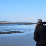 Suzanne Steinert watches as beluga whales swim up the Kenai River on Saturday, April 24, 2021. She and her volunteer team at the Beluga Whale Alliance monitor the whales in the Cook Inlet. (Photo by Camille Botello/Peninsula Clarion)