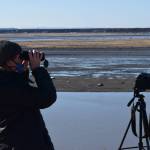 Teresa Becher watches as beluga whales swim up the Kenai River on Saturday, April 24, 2021. She and her volunteer team monitor belugas in the Cook Inlet. (Photo by Camille Botello/Peninsula Clarion)