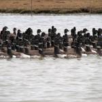 Large flocks of Pacific brant depend on a few key areas, especially Izembek Lagoon. (Photo by Heather Wilson/USFWS)