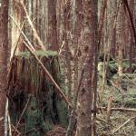 A 60-year-old second growth forest stand on Admiralty Island. John Schoen measured deer density here in comparison to an adjacent old-growth stand. This is a mixed hemlock-spruce stand in which all the trees are the same age and size. Few forest floor plants occur here because of low light levels. These dark, even-aged stands have low structural diversity and provide relatively poor habitat for most wildlife species. In Southeast, it takes two to three centuries before forests that are clear-cut develop the ecological characteristics of old growth. Note the old-growth stump in the left side of the image. (Photo by John Schoen)