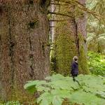Mary Beth Schoen admiring a large-tree old-growth stand in Saook Bay on northeastern Baranof Island. Some individual trees were over six feet in diameter and many centuries old. This riparian area was adjacent to a salmon stream and was full of bear trails. Large-tree old growth stands are rare on the Tongass. (Photo courtesy John Schoen)