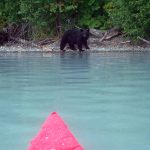 Black and brown bears were frequently seen foraging on salmon carcasses along the Tustumena Lakeshore. (Photo provided by refuge)
