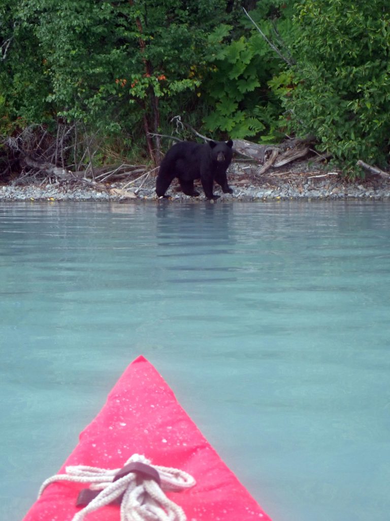 Black and brown bears were frequently seen foraging on salmon carcasses along the Tustumena Lakeshore. (Photo provided by refuge)