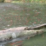 Sockeye at the mouth of Moose Creek. (Photo provided by refuge)