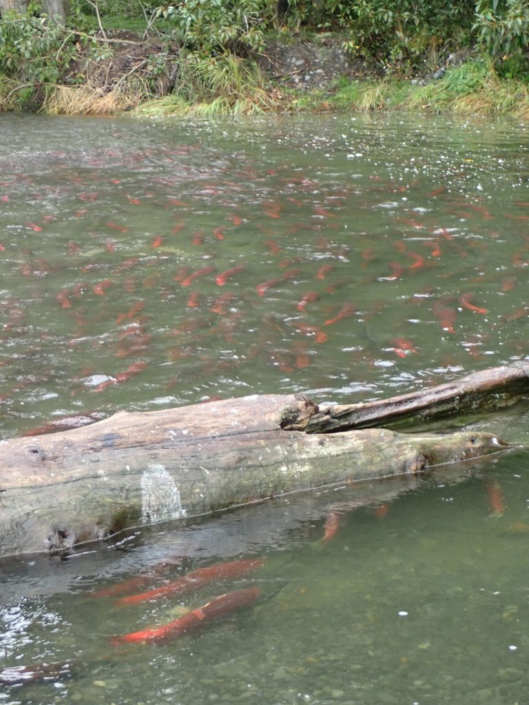 Sockeye at the mouth of Moose Creek. (Photo provided by refuge)