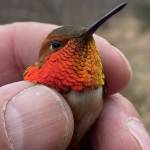 A male rufous hummingbird flashes his brilliant gorget after being captured for banding. This bird was banded in 2020 and returned to Seward for another breeding season. (Photo by Todd Eskelin/USFWS)