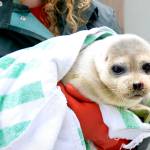 A ringed seal rescued from Dutch Harbor is held at the Alaska SeaLife Center in Seward, Alaska, on May 12, 2021. (Photo courtesy Alaska SeaLife Center)