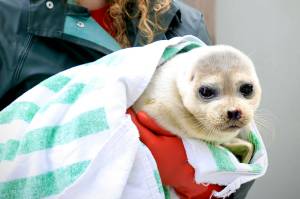 A ringed seal rescued from Dutch Harbor is held at the Alaska SeaLife Center in Seward, Alaska, on May 12, 2021. (Photo courtesy Alaska SeaLife Center)