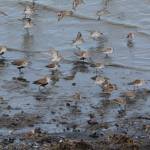 Dunline and western sandpipers feed in Mud Bay on Friday, May 7, 2021, in Homer, Alaska. (Photo by Michael Armstrong/Homer News)