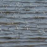 Shorebirds fly over Mud Bay on Friday, May 7, 2021, in Homer, Alaska. (Photo by Michael Armstrong/Homer News)