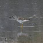 A greater yellowlegs feeds at Green Timbers on the Homer Spit on Saturday, May 8, 2021, in Homer, Alaska. (Photo by Michael Armstrong/Homer News)