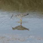 A lesser yellowlegs feeds in Beluga Slough on Sunday, May 9, 2021, in Homer, Alaska. (Photo by Michael Armstrong/Homer News)