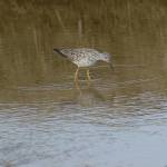 A lesser yellowlegs feeds in Beluga Slough on Sunday, May 9, 2021, in Homer, Alaska. (Photo by Michael Armstrong/Homer News)
