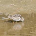 A least sandpiper feeds in Beluga Slough on Sunday, May 9, 2021, in Homer, Alaska. (Photo by Michael Armstrong/Homer News)