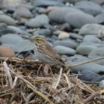 A savannah sparrow feeds along the beach near Green Timbers on the Homer Spit on Saturday, May 8, 2021, in Homer, Alaska. (Photo by Michael Armstrong/Homer News)