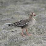 A greater white fronted goose feeds at Green Timbers on the Homer Spit on Saturday, May 8, 2021, in Homer, Alaska. (Photo by Michael Armstrong/Homer News)