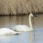 Two trumpeter swans feed in Beluga Lake on Sunday, May 9, 2021, in Homer, Alaska. (Photo by Michael Armstrong/Homer News)