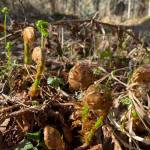 Springtime fiddleheads shoots grow in Nikiski, Alaska, on Sunday, May 23, 2021. (Tressa Dale/Peninsula Clarion)