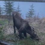 A moose grazes on fresh greens on Thursday, May 20, 2021 in Nikiski, Alaska. (Tressa Dale/Peninsula Clarion)