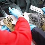 A newborn harbor seal is found and transported to the Alaska SeaLife Center in Seward, Alaska, on Thursday, May 27, 2021. (Photo by the Alaska SeaLife Center)