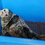 A newborn harbor seal is found and transported to the Alaska SeaLife Center in Seward, Alaska, on Thursday, May 27, 2021. (Photo by the Alaska SeaLife Center)