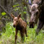 A newborn moose calf wanders in the forest under moms watchful eye. (Lisa Hupp/USFWS)