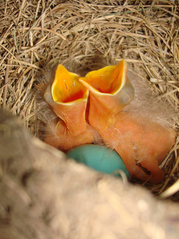 The open mouths of newborn American robins await their mothers return to the nest. (Seth Beres/USFWS)