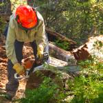 Kris Holderied cuts up a fallen log on the South Eldred Trail during National Trails Day. (Photo by Sarah Knapp/Homer News)