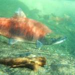 Sockeye salmon. (Photo via Alaska Department of Fish and Game)