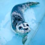 One of two baby seal pups rescued and transported to the Alaska SeaLife Center in Seward is seen in June 2021. (Photo provided by the Alaska SeaLife Center)